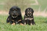 DOGUE DU TIBET 355